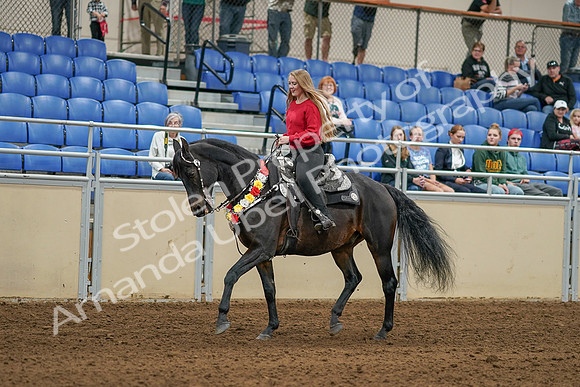 2020 - AB Morgan Horse - Sat, Sept 05 - 10360