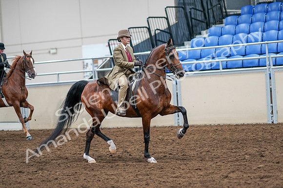 2020 - AB Morgan Horse - Sat, Sept 05 - 08237