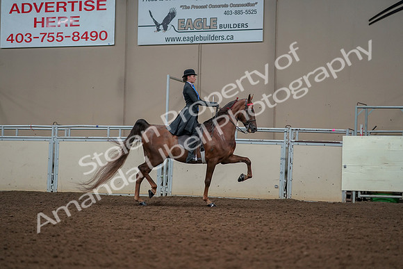 2019 Morgan Horse Show - Aug 30, 2019 - 25231
