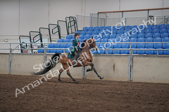 2019 Morgan Horse Show - Sept 01, 2019 - 13401