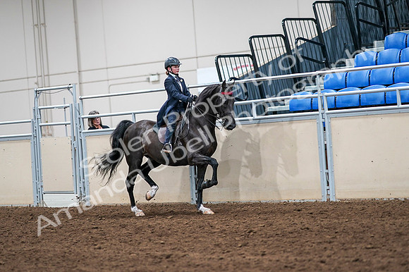 2020 - AB Morgan Horse - Fri, Sept 04 - 03129
