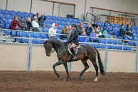 2020 - AB Morgan Horse - Sun, Sept 06 - 00884