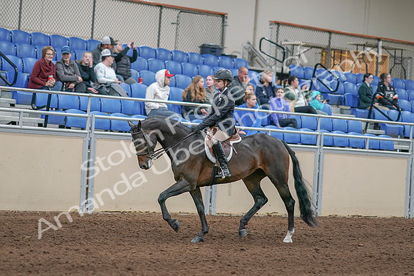 2020 - AB Morgan Horse - Sun, Sept 06 - 00884