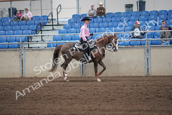 2019 Morgan Horse Show - Sept 01, 2019 - 07154