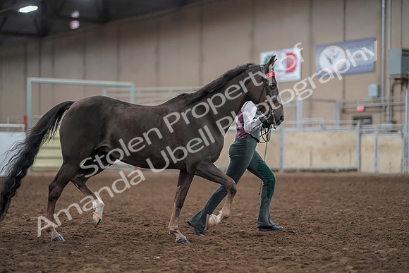 2019 Morgan Horse Show - Aug 31, 2019 - 01904