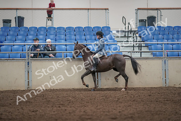 2019 Morgan Horse Show - Aug 31, 2019 - 07204