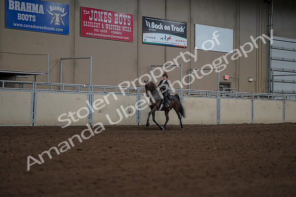 2019 Morgan Horse Show - Aug 30, 2019 - 28281