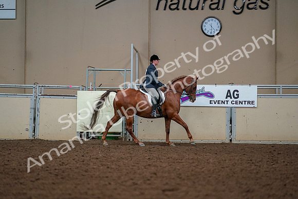 2019 Morgan Horse Show - Aug 30, 2019 - 22483