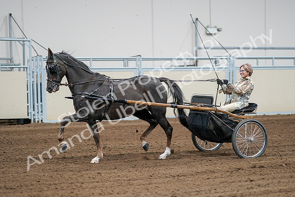 2020 - AB Morgan Horse - Sat, Sept 05 - 06013