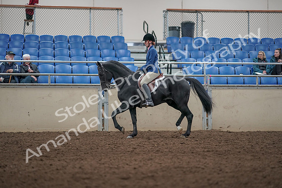 2019 Morgan Horse Show - Aug 31, 2019 - 07285