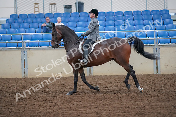 2019 Morgan Horse Show - Aug 30, 2019 - 20625