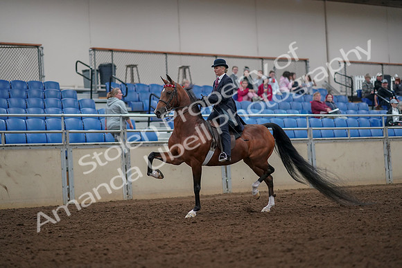 2019 Morgan Horse Show - Aug 30, 2019 - 25066