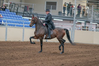 2020 - AB Morgan Horse - Sun, Sept 06 - 00286