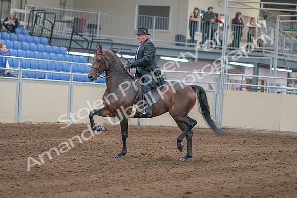 2020 - AB Morgan Horse - Sun, Sept 06 - 00286