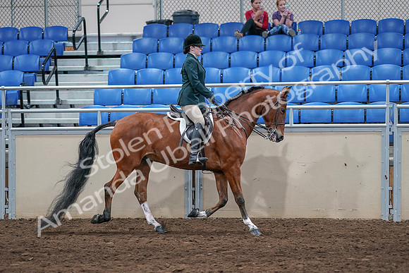 2020 - AB Morgan Horse - Sat, Sept 05 - 05195