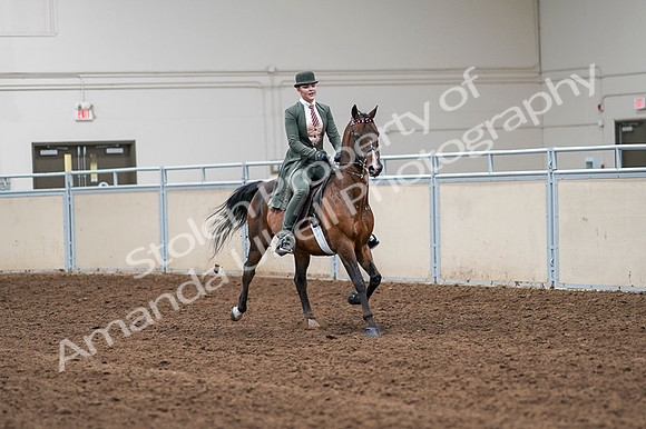 2020 - AB Morgan Horse - Fri, Sept 04 - 03395