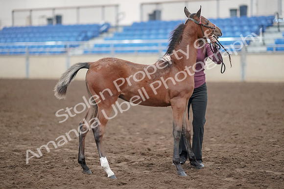 2019 Morgan Horse Show - Aug 31, 2019 - 00436
