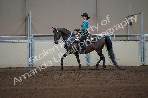 2019 Morgan Horse Show - Sept 01, 2019 - 07306