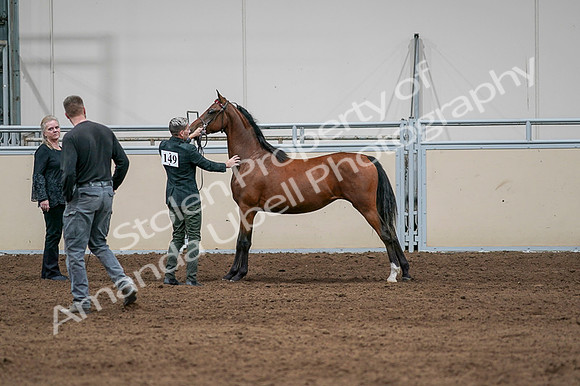 2020 - AB Morgan Horse - Fri, Sept 04 - 07607