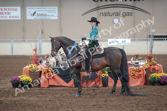 2019 Morgan Horse Show - Sept 01, 2019 - 07288