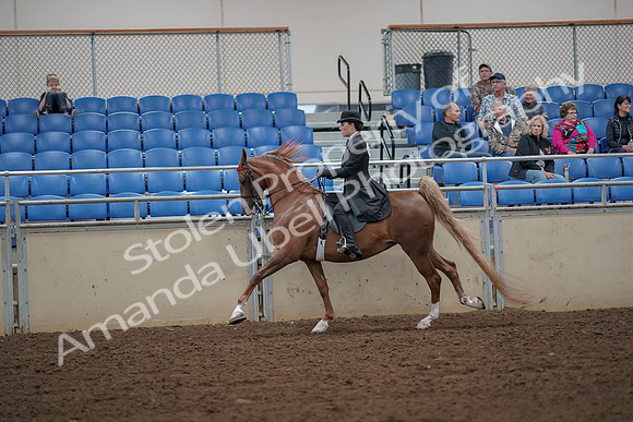 2019 Morgan Horse Show - Aug 30, 2019 - 25169