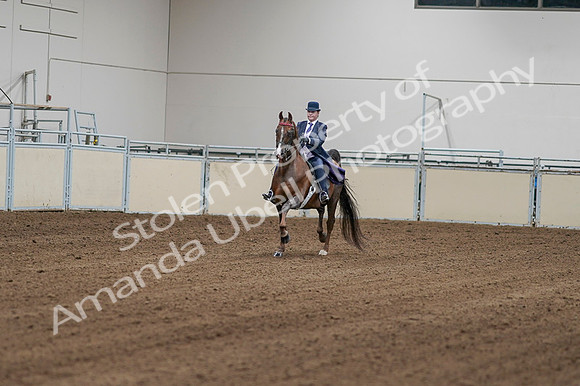 2020 - AB Morgan Horse - Fri, Sept 04 - 08140