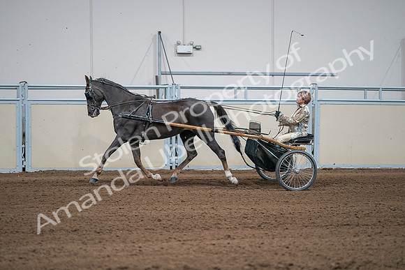 2020 - AB Morgan Horse - Sat, Sept 05 - 05890