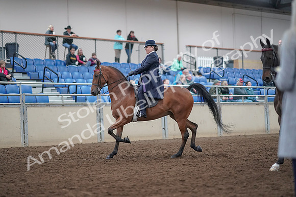 2019 Morgan Horse Show - Aug 31, 2019 - 08469