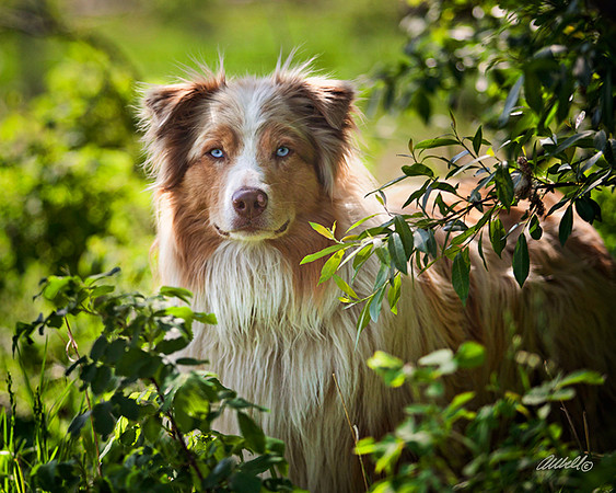 Dogs and Cats - 002