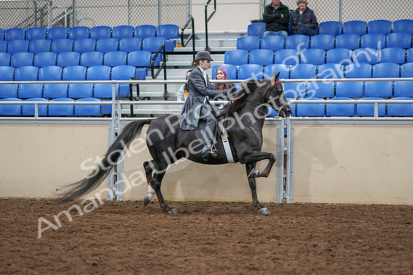 2020 - AB Morgan Horse - Sat, Sept 05 - 13951