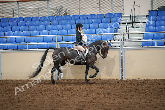 2020 - AB Morgan Horse - Fri, Sept 04 - 02157