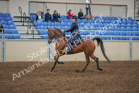 2020 - AB Morgan Horse - Sat, Sept 05 - 09701