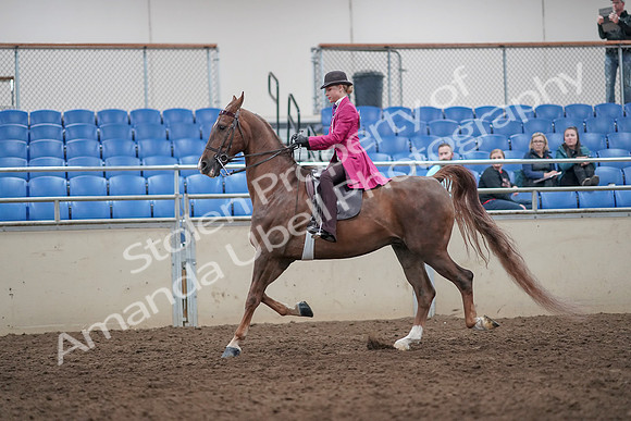 2019 Morgan Horse Show - Aug 31, 2019 - 08761