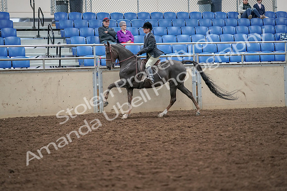 2019 Morgan Horse Show - Aug 30, 2019 - 20489