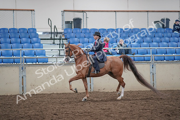 2019 Morgan Horse Show - Aug 31, 2019 - 16890