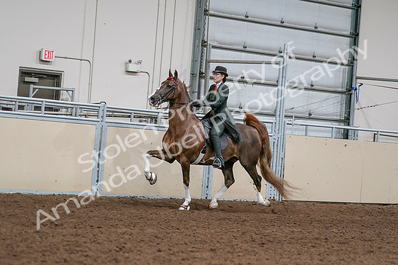 2020 - AB Morgan Horse - Sat, Sept 05 - 13015