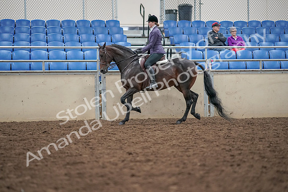 2019 Morgan Horse Show - Aug 30, 2019 - 20324