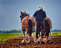 Horse Pull - 007