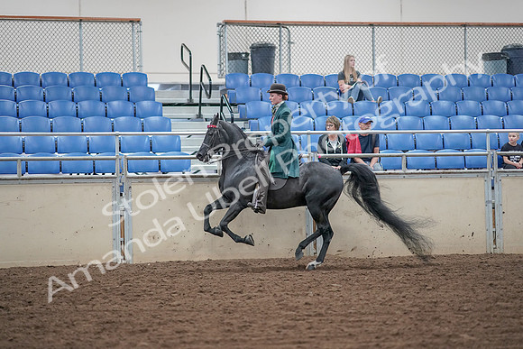 2019 Morgan Horse Show - Aug 30, 2019 - 15583