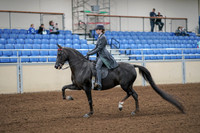 2020 - AB Morgan Horse - Fri, Sept 04 - 05329
