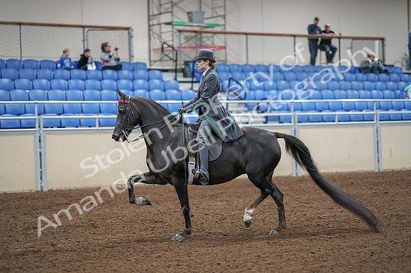 2020 - AB Morgan Horse - Fri, Sept 04 - 05329