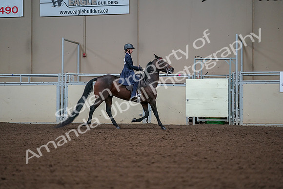 2019 Morgan Horse Show - Aug 30, 2019 - 18091