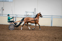 2020 - AB Morgan Horse - Sat, Sept 05 - 12458