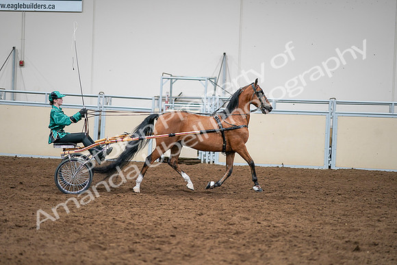 2020 - AB Morgan Horse - Sat, Sept 05 - 12458