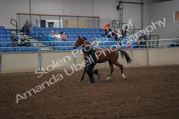 2019 Morgan Horse Show - Aug 30, 2019 - 25541