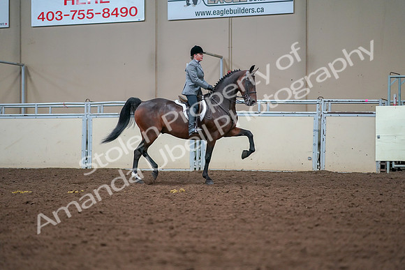 2019 Morgan Horse Show - Aug 30, 2019 - 20928