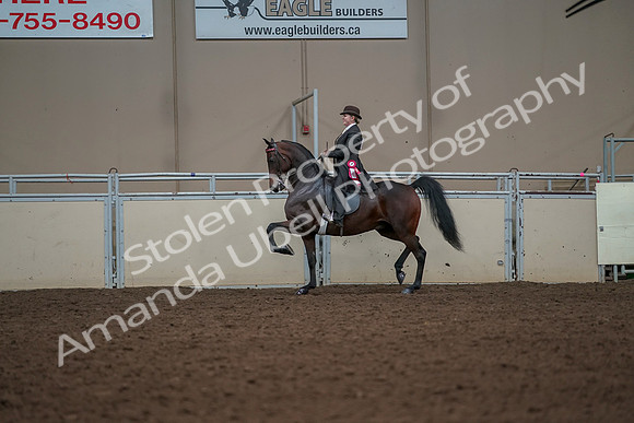 2019 Morgan Horse Show - Aug 30, 2019 - 28322