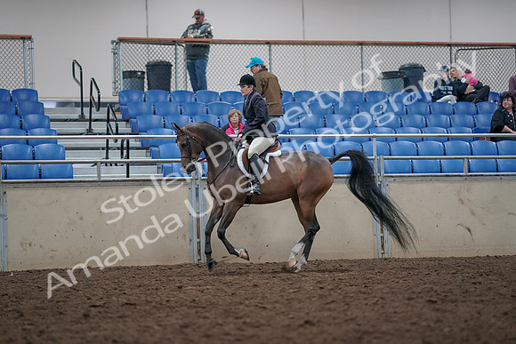 2019 Morgan Horse Show - Aug 31, 2019 - 15981
