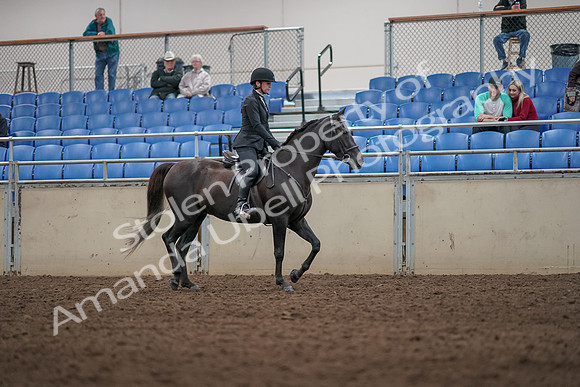 2019 Morgan Horse Show - Aug 31, 2019 - 07383