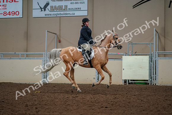 2019 Morgan Horse Show - Aug 30, 2019 - 22565